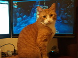 Harley is happy to be blocking Torchlight